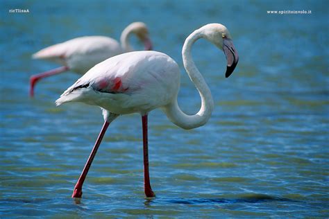 Fotografie Di Fenicottero Rosa Phoenicopterus Roseus