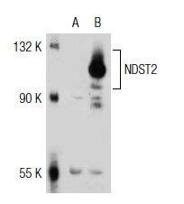 NDST2 Antibody D 20 SCBT Santa Cruz Biotechnology