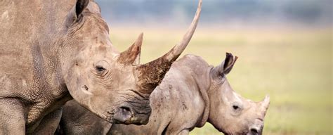 World First Scientists Make Live Rhino Horns Radioactive To Fight