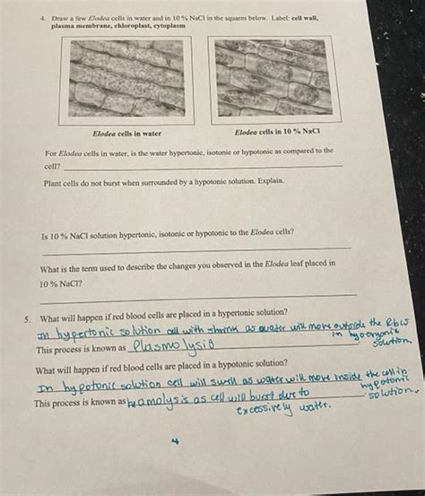 Solved Draw A Few Elodea Cells In Water And In Nacl Chegg