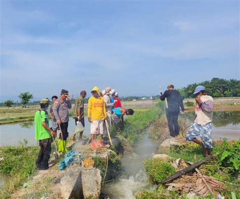 Hama Tikus Rusak Tanaman Padi Kapolsek Tanah Jawa Kerahkan Ratusan