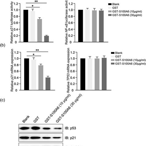 Exogenous S100a6 Promotes The Migration Of Hepg2 Cells A And B