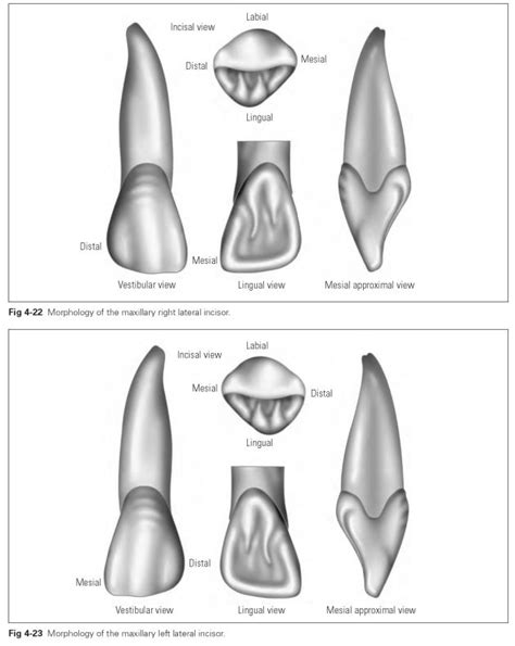 Maxillary Incisors Dental Technology How To Tips