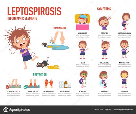 Leptospirose Sintomas Preven O Infogr Fico Ilustra O Vetor Imagem