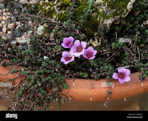 Saxifraga latina Fotos und Bildmaterial in hoher Auflösung Alamy