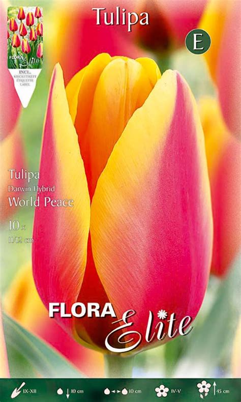 Darwin Hybrid Tulpe World Peace St Ck Blumenzwiebeln