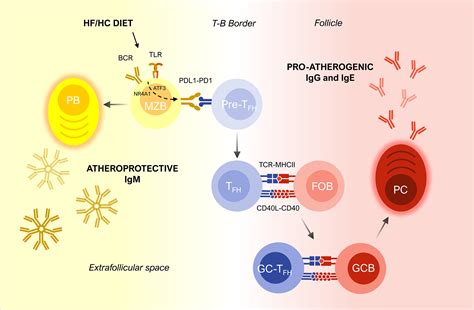 T Cell B Cell Interactions In Atherosclerosis Arteriosclerosis