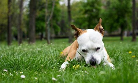 Por Que Cachorros Comem Grama Panorama PetVet