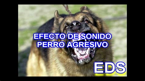 Efecto De Sonido Perro Agresivo Youtube