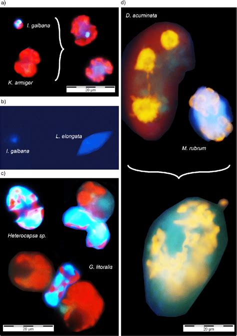 Examples Of Tube Feeding Dinoflagellates A K Armiger B L