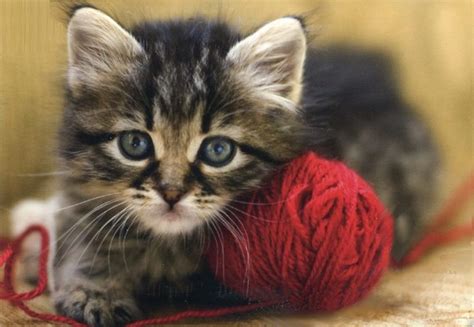 Why Do Kitties Like to Play with Yarn? | Kittens Whiskers