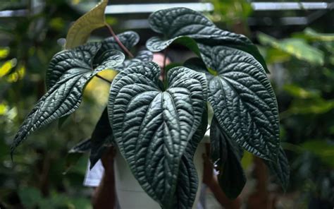 Anthurium Radicans Species Profile And Care Guide Plant Index