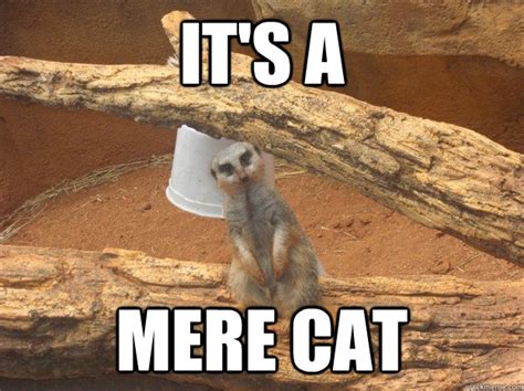 Meerkat memes | quickmeme