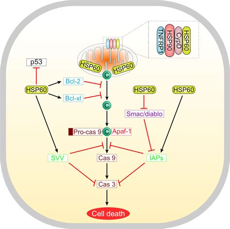 Frontiers Heat Shock Protein 60 In Hepatocellular Carcinoma Insights