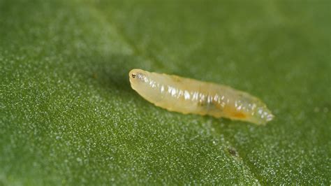 Leaf Miner Fly Babies Scribble All Over Your Salad KQED