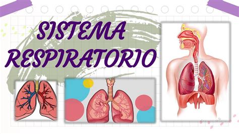 Sistema Respiratorio UDocz