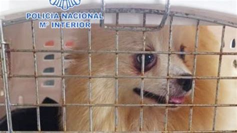 Desarticulan un criadero ilegal de perros gracias a la colaboración de