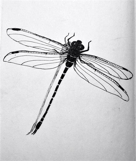 #Dragonfly #drawing | Dragonfly drawing, Tattoo design drawings, Dragonfly tattoo design