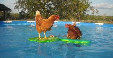 Funny Swimming Pool Photos to Get You Ready for Summer