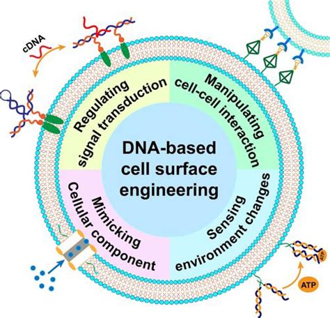 Recent Advances In Dna Based Cell Surface Engineering For Biological