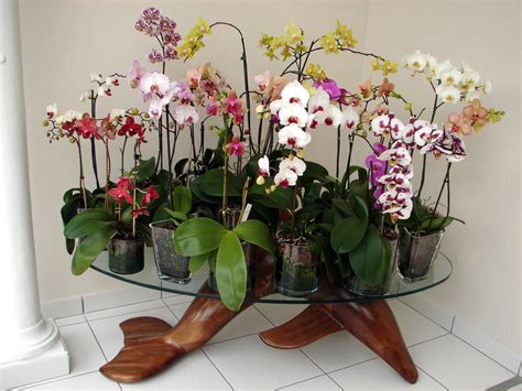 Comment mettre une orchidée dans un vase Housekeeping Magazine