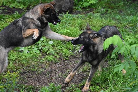 Free stock photo of dog, fight, german shepherd