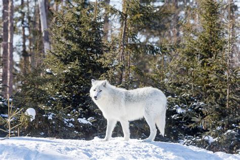 Quebec in winter : Charlevoix and Saguenay - Loïc Lagarde