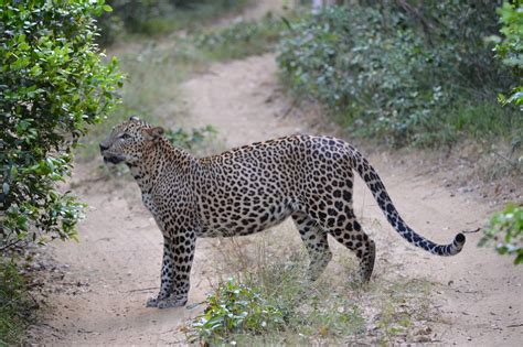 Leopard Sri Lanka Wildlife - Free photo on Pixabay - Pixabay