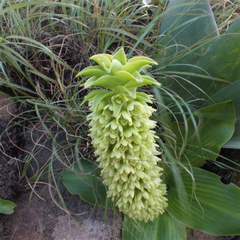 Eucomis autumnalis seeds - Buy online