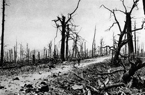 100 Years After Wwi Nature Is Finally Reclaiming A Historic