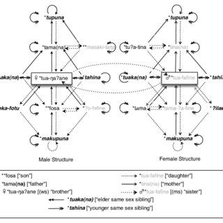 Kin Term Map Of The American Kinship Terminology Based On The