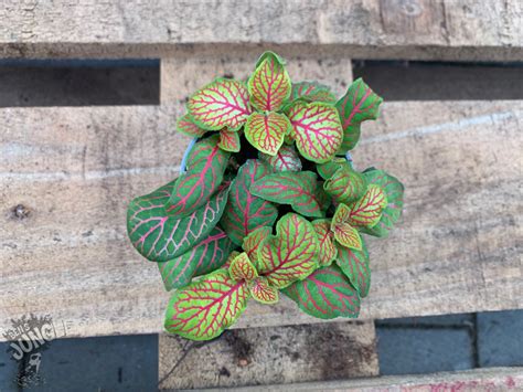 Fittonia Pink Der Ideale Bodendecker 390