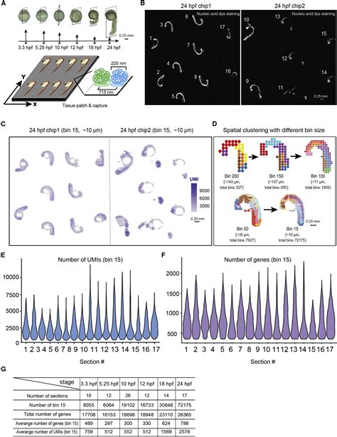 Spatiotemporal Mapping Of Gene Expression Landscapes And Developmental