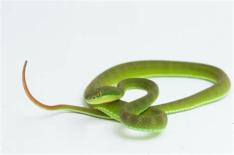 Trimeresurus Albolabris Ular Pit Viper Hijau Berbibir Putih Berbibir