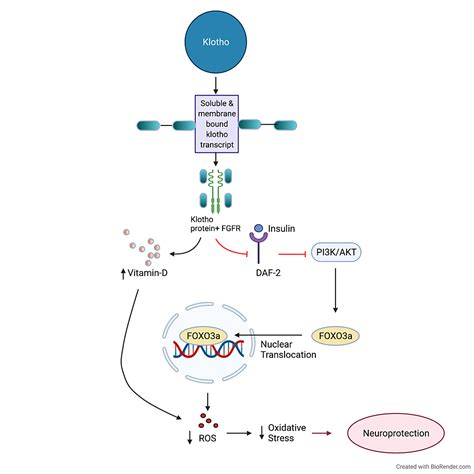 Rapamycin Treatment Increases Survival Autophagy Biomarkers And