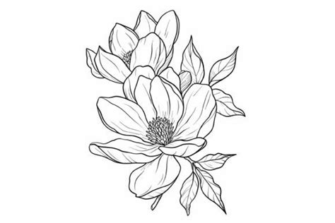 Magnolia Flower Coloring Page Graphic By Forhadx5 Creative Fabrica