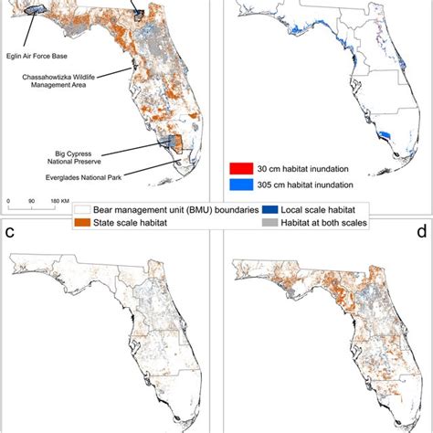 Florida black bear (Ursus americanus floridanus) habitat and impacts of ...