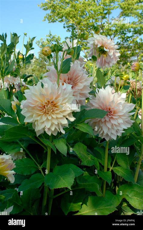 Dahlia Cafe Au Lait In Bloom In A Garden Stock Photo Alamy