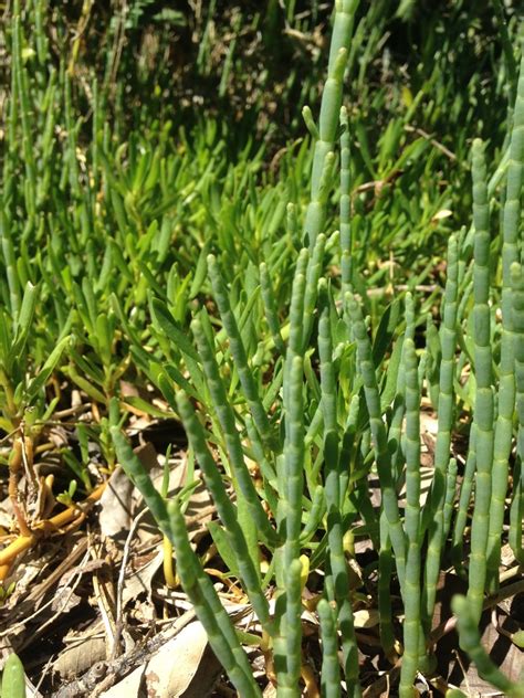 Virginia Glasswort SPC Florida Plants INaturalist