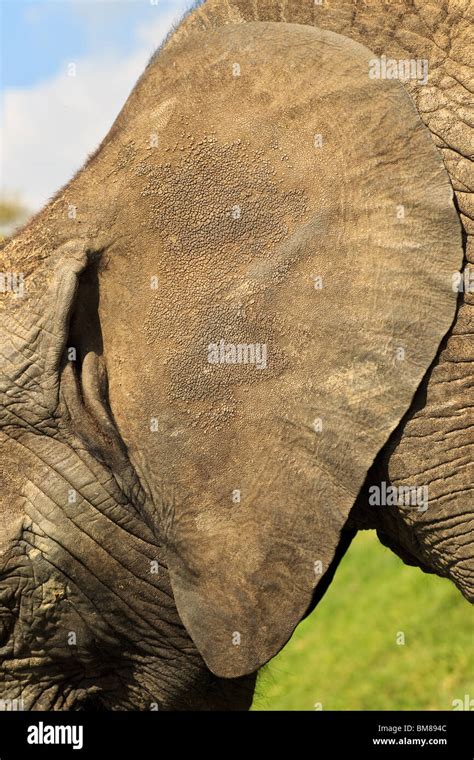 La Oreja De Elefante De Cerca El Detalle De La Textura De La Piel