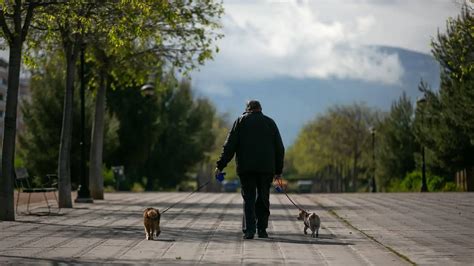 Un Conductor Ebrio Atropella Y Mata A Un Perro Que Paseaba Con Su Due O