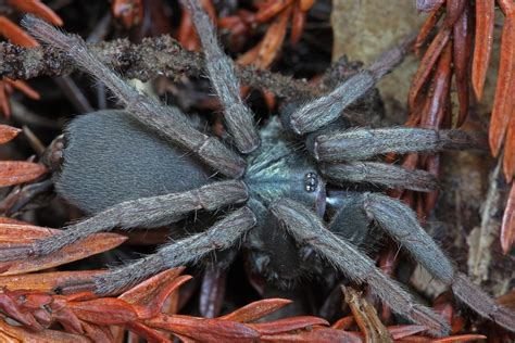 From Black Widows to Tarantulas: A Comprehensive Guide to Spider ...