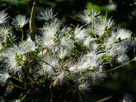 Molucca Albizia Falcataria Falcata · Inaturalist