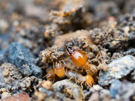 Why Are Formosan Termites More Difficult To Control Than Native