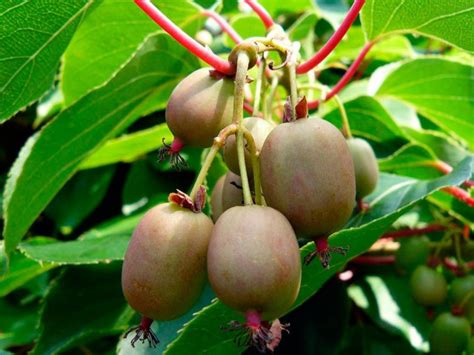 Actinidia Chinensis Minkigold Kiwi A Polpa Gialla