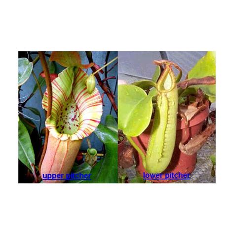 Buy Nepenthes Truncata Seeds Rarexoticseeds