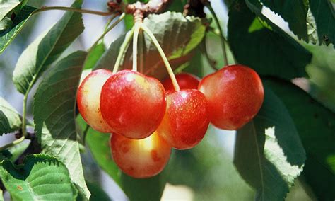 White Gold Cherry — Roots To Fruits Nursery