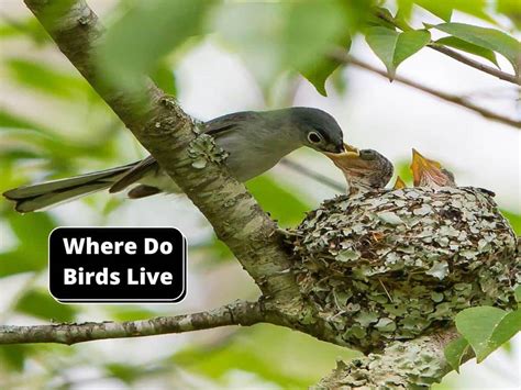 Where Do Birds Live A Clear Overview Birds Master