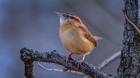 Carolina Wren on Behance