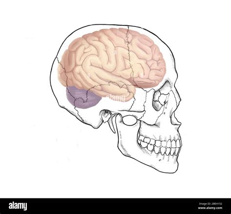 Skull diagram Cut Out Stock Images & Pictures - Alamy